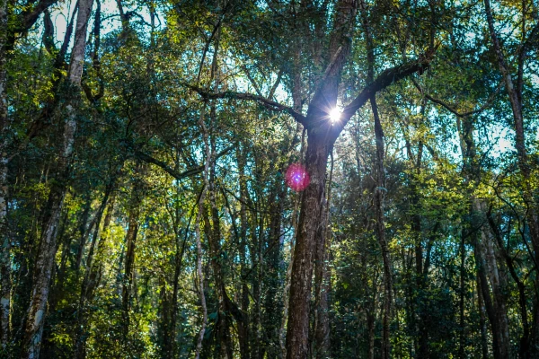 ทัวร์เดินป่า ในป่าฝนที่ท้าทาย 5 วัน 4 คืน