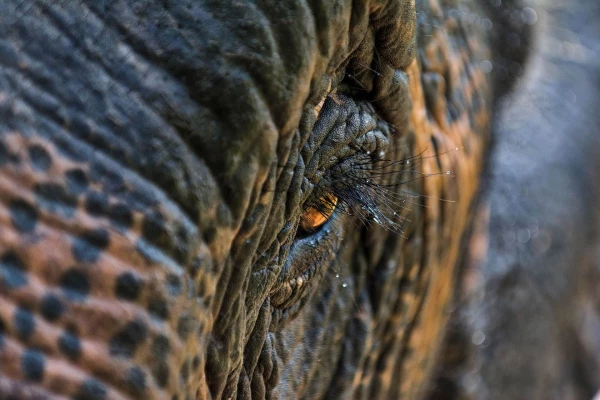 Experience Elephant Conservation Center in Sayabouly: A 2 Days - 1 Night Adventure