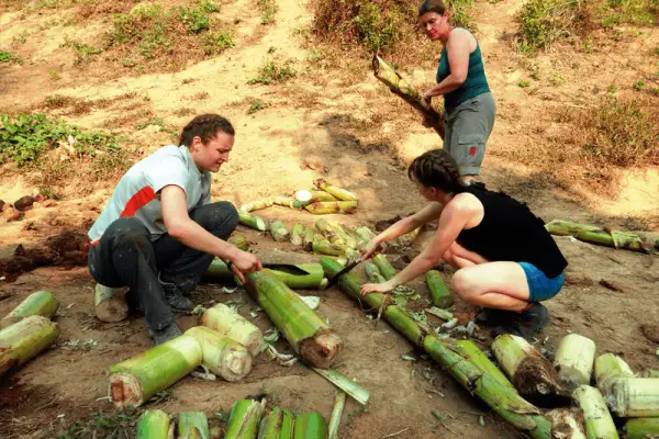 Wildlife Volunteering in Sayabouly: An Unforgettable Week of Eco Adventures with Elephants