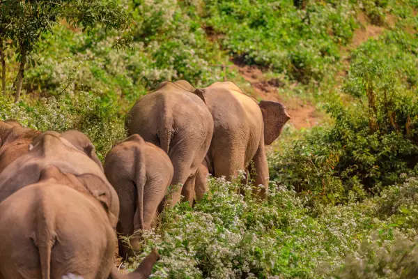 Wildlife Volunteering in Sayabouly: An Unforgettable Week of Eco Adventures with Elephants