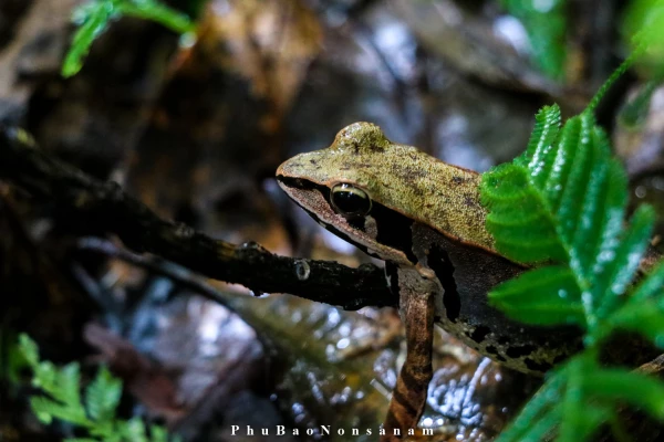 ทัวร์เดินป่า ในป่าฝนที่ท้าทาย 5 วัน 4 คืน