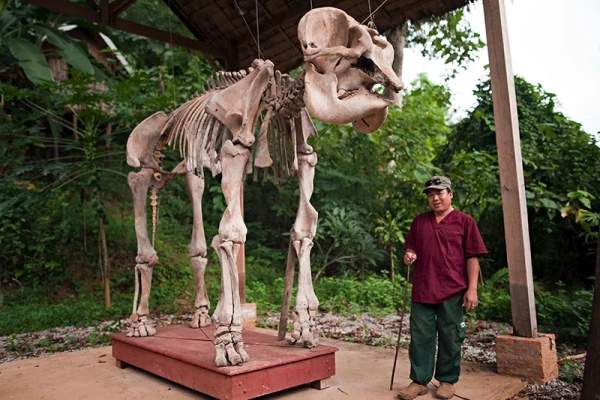 Experience Elephant Conservation Center in Sayabouly: A 2 Days - 1 Night Adventure