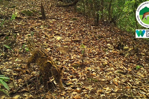 ทัวร์เดินป่า ในป่าฝนที่ท้าทาย 5 วัน 4 คืน