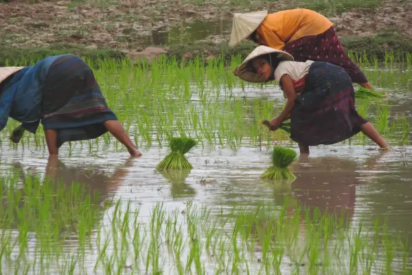 ทัวร์ไฮไลท์ของลาวใต้