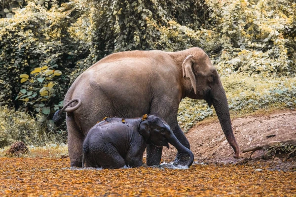 Experience Elephant Conservation Center in Sayabouly: A 2 Days - 1 Night Adventure