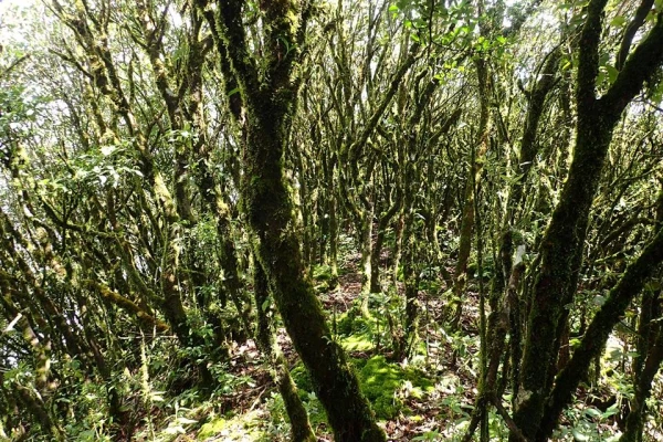 ทัวร์เดินป่า ในป่าฝนที่ท้าทาย 5 วัน 4 คืน