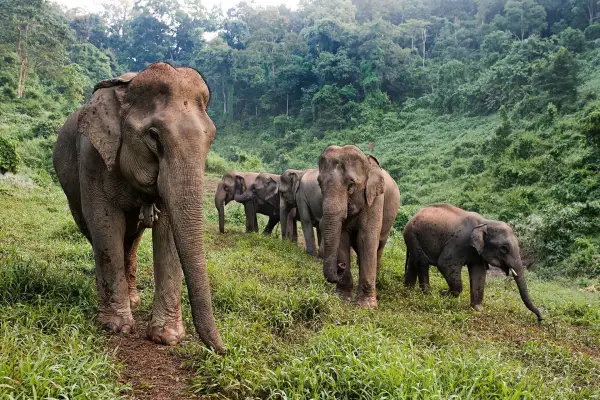 Wildlife Volunteering in Sayabouly: An Unforgettable Week of Eco Adventures with Elephants