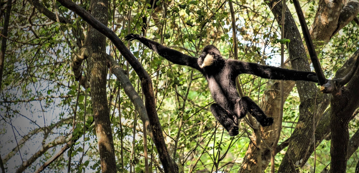 The Lao Conservation Trust for Wildlife