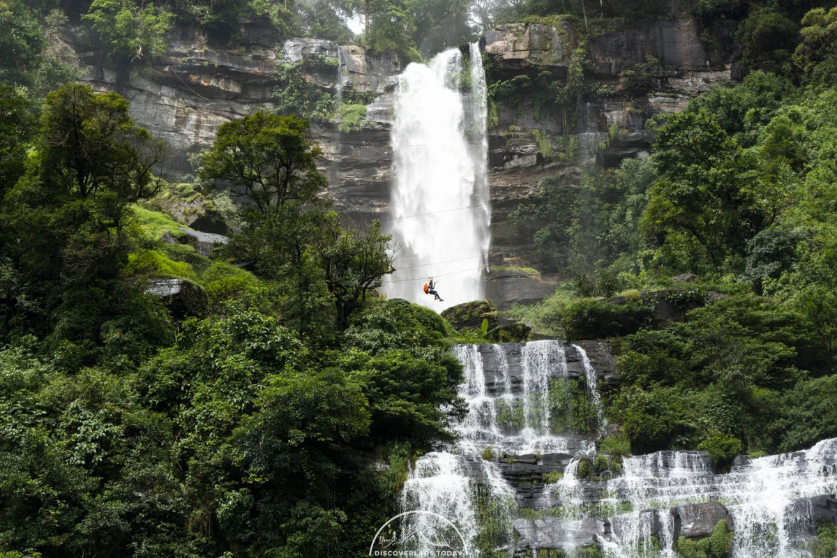 Tree Top Explorer