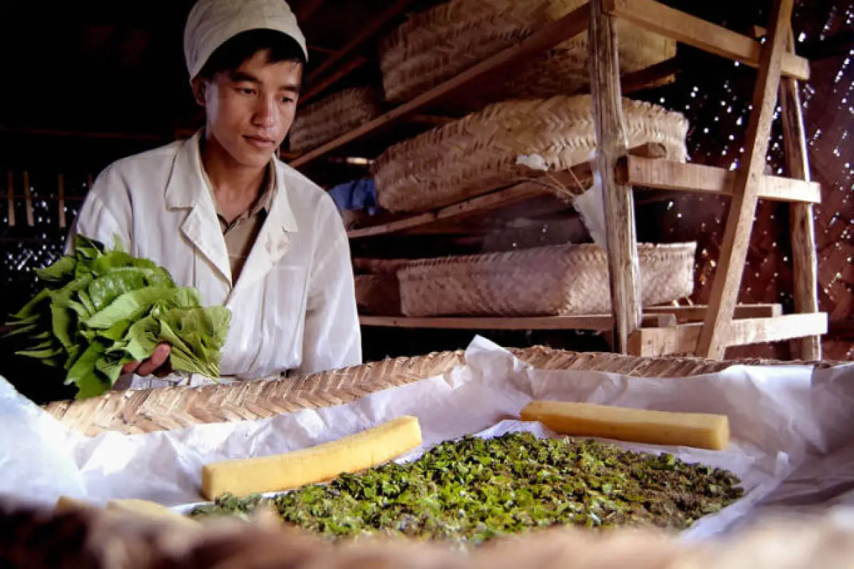 Mulberries Organic Silk Farm