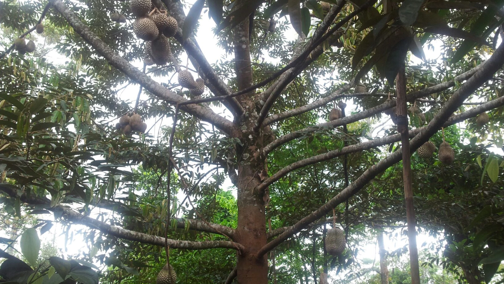 Paksong Durian