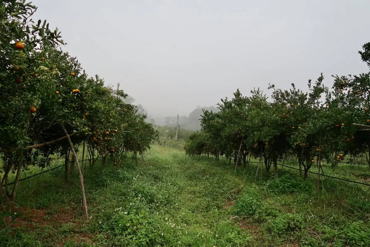 ສວນໝາກກ້ຽງ