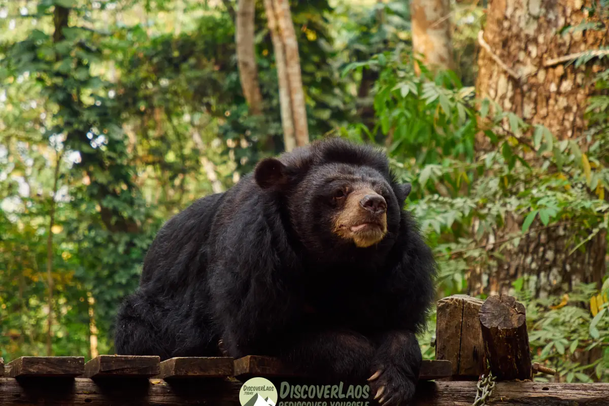 Bear at the Kuangsi Waterfall Rescue Center