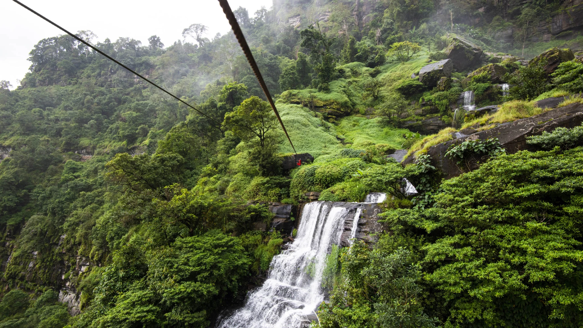 Tree Top Explorer