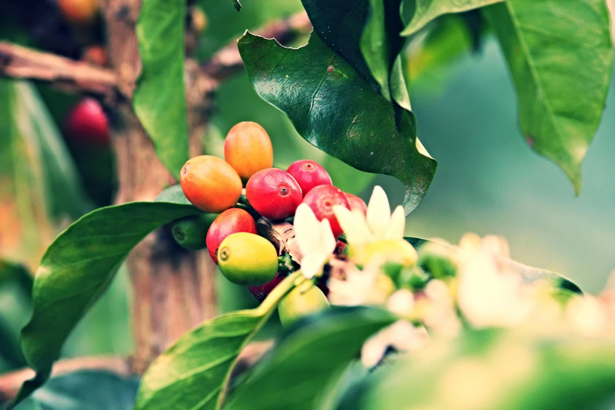 Coffee Capital Of Laos