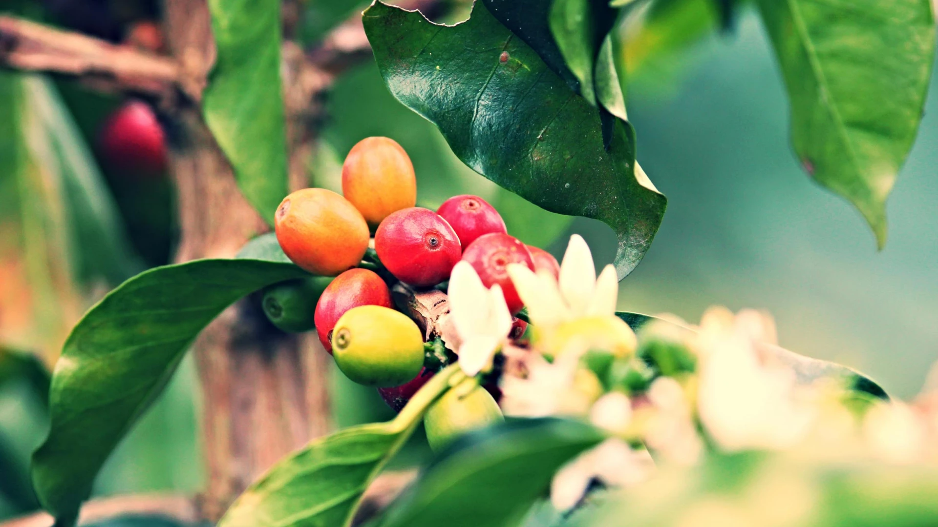 Coffee Capital Of Laos