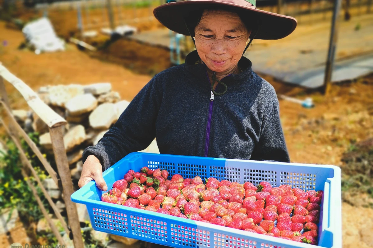 山本草莓农场（日本人经营）