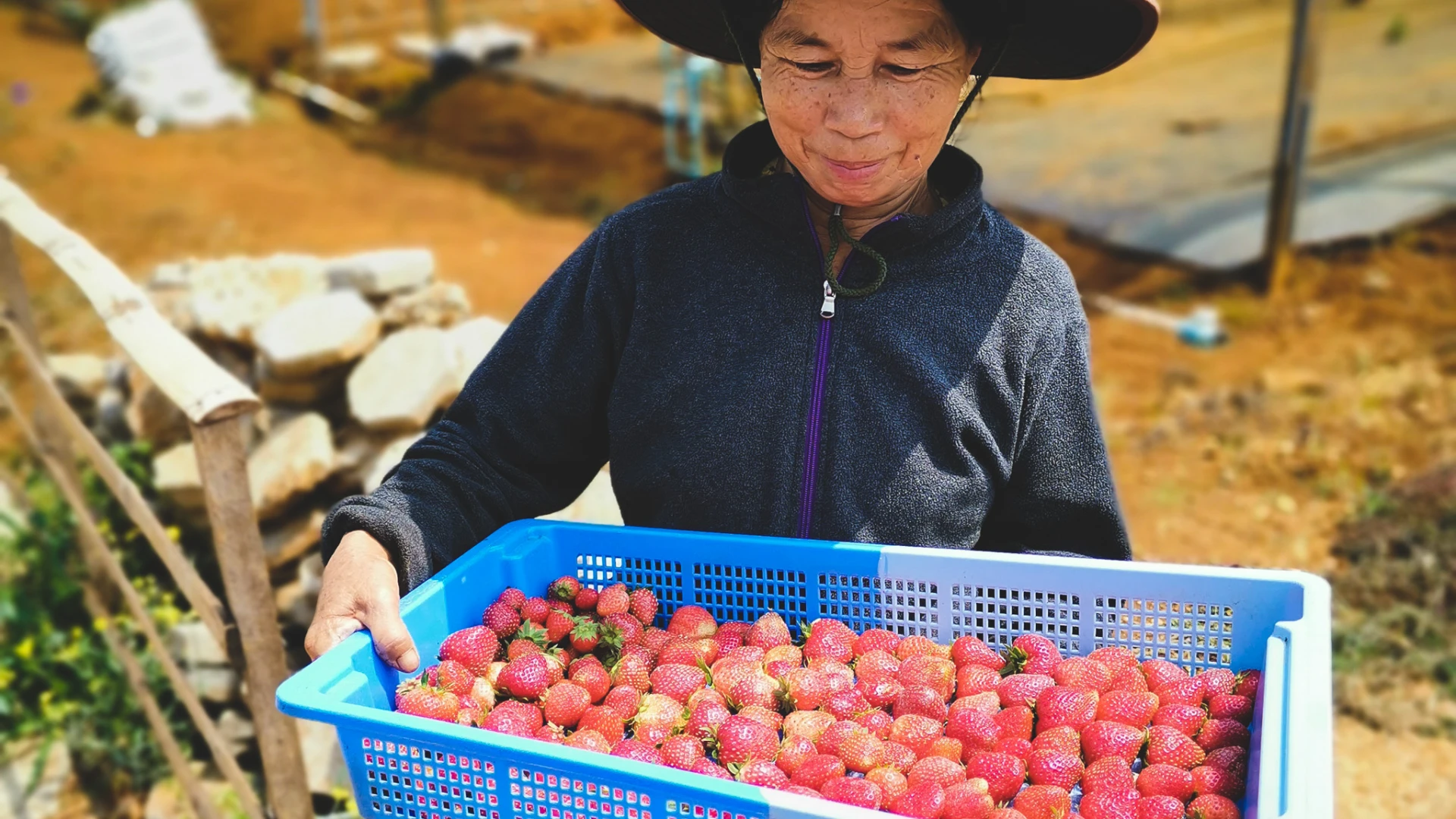 山本草莓农场（日本人经营）