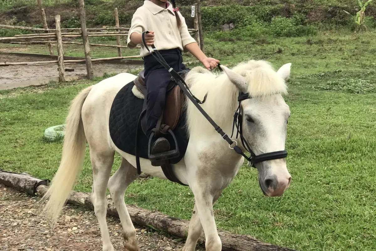 Pony Ride Experience in Luang Prabang