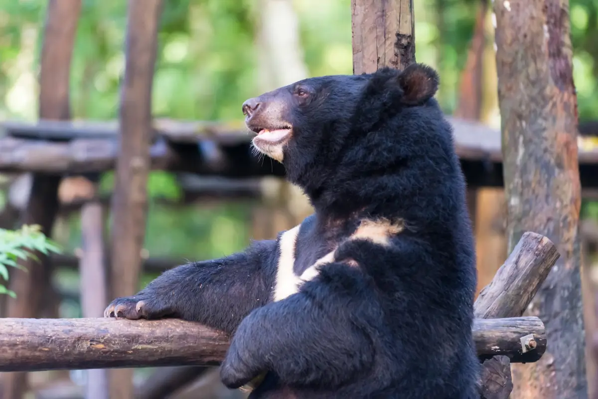 Bear at the Kuangsi Waterfall Rescue Center