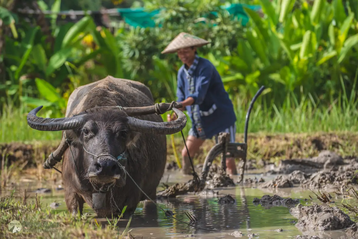 The Living Land Farm -  Rice Farming Experience