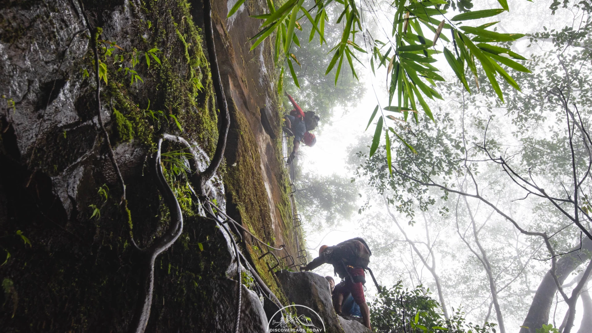 Tree Top Explorer