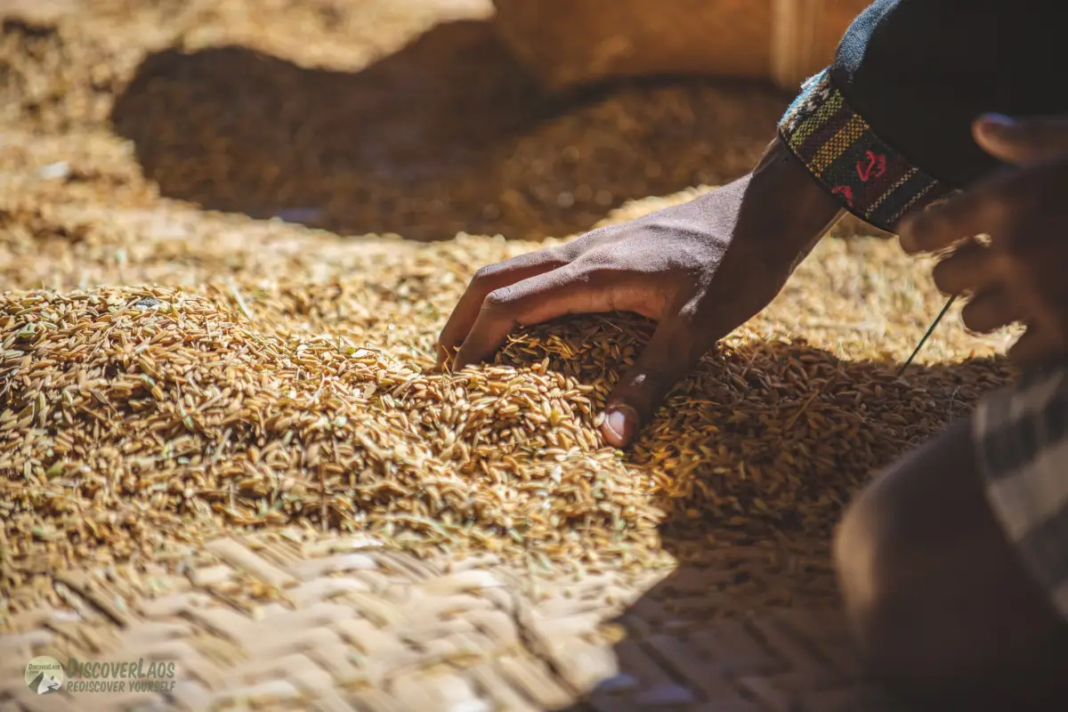 The Living Land Farm -  Rice Farming Experience