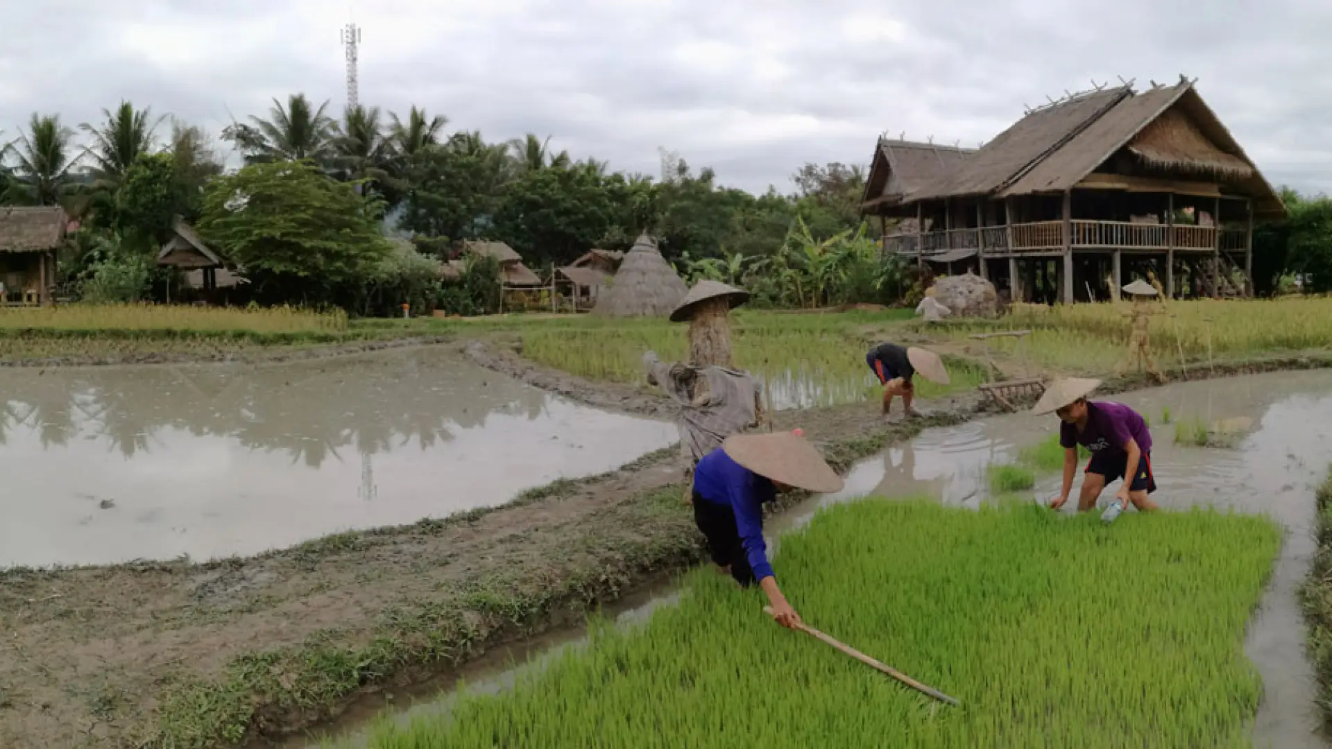 The Living Land Farm -  Rice Farming Experience