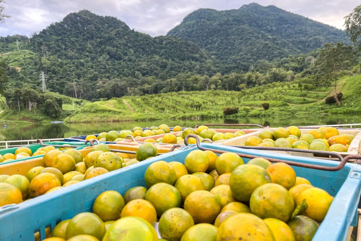 Mineral Freshy Farm