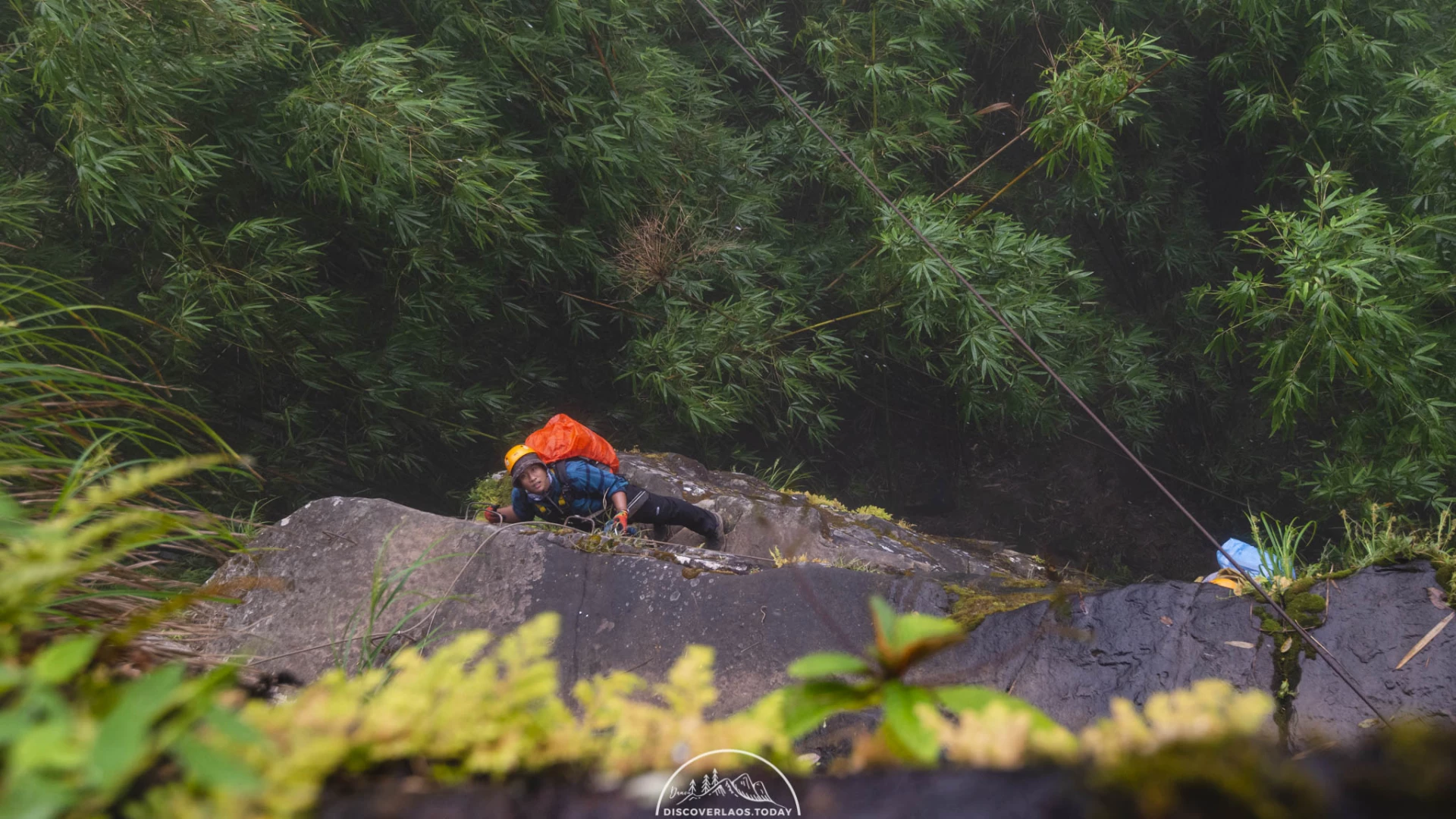 Tree Top Explorer