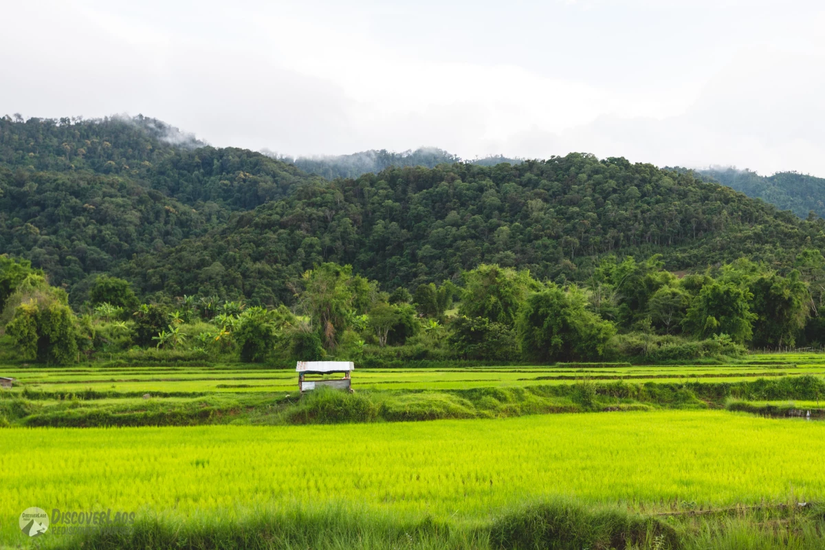 Paddy field in Khoun District Paddy field in Khoun District