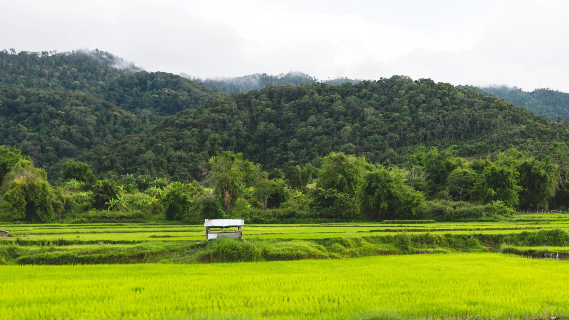 Paddy field in Khoun District