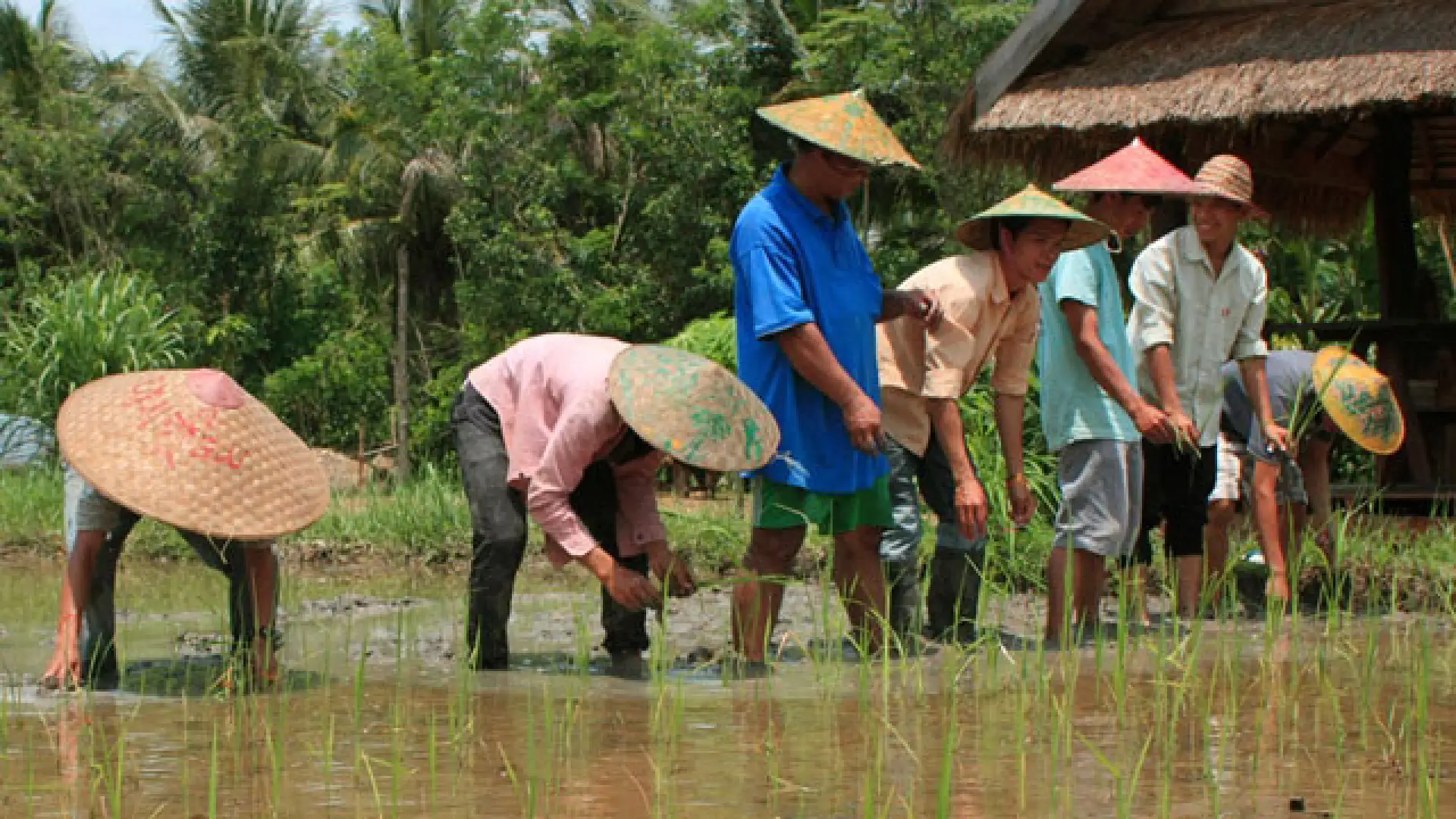 The Living Land Farm -  Rice Farming Experience