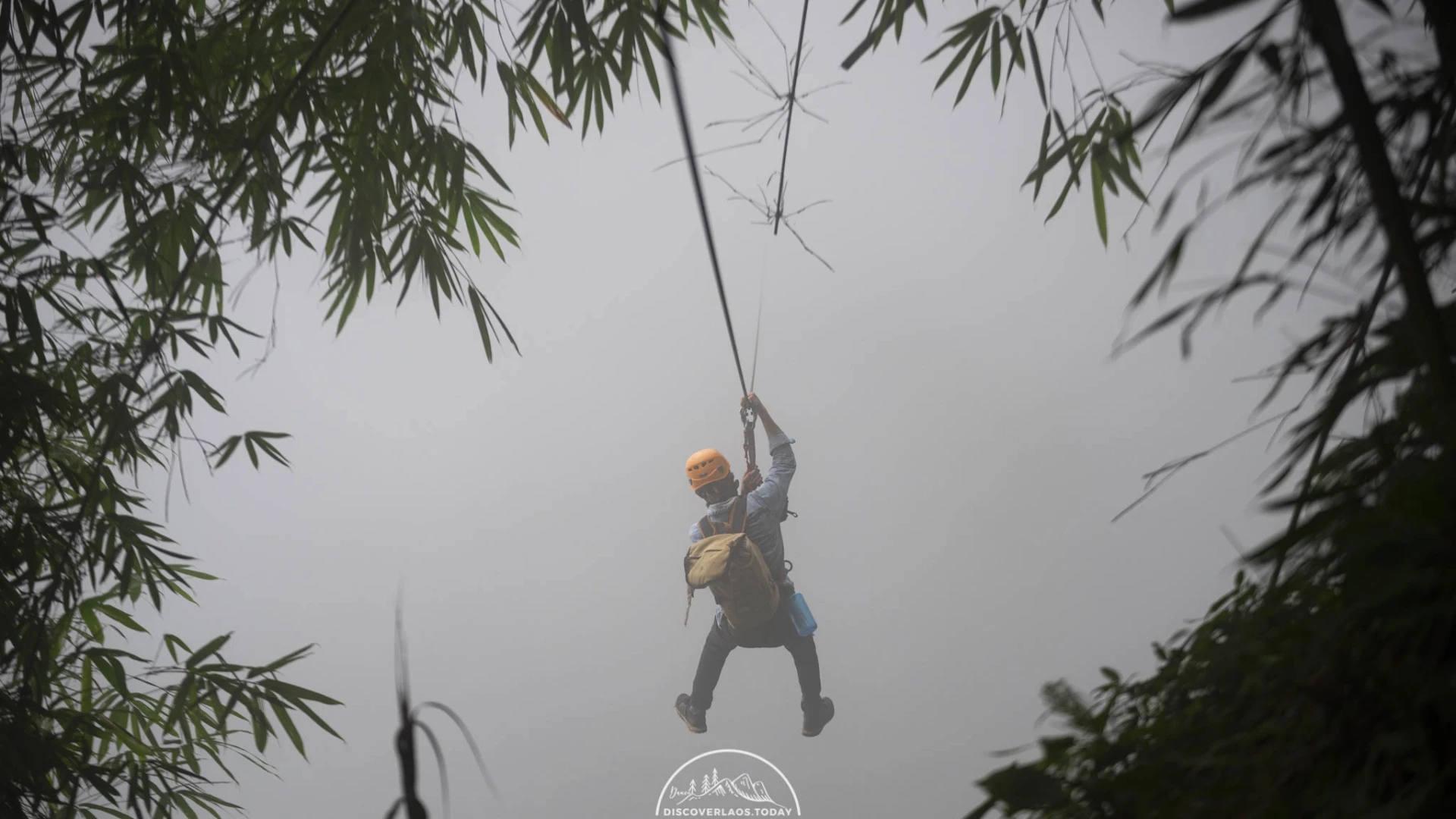 Tree Top Explorer