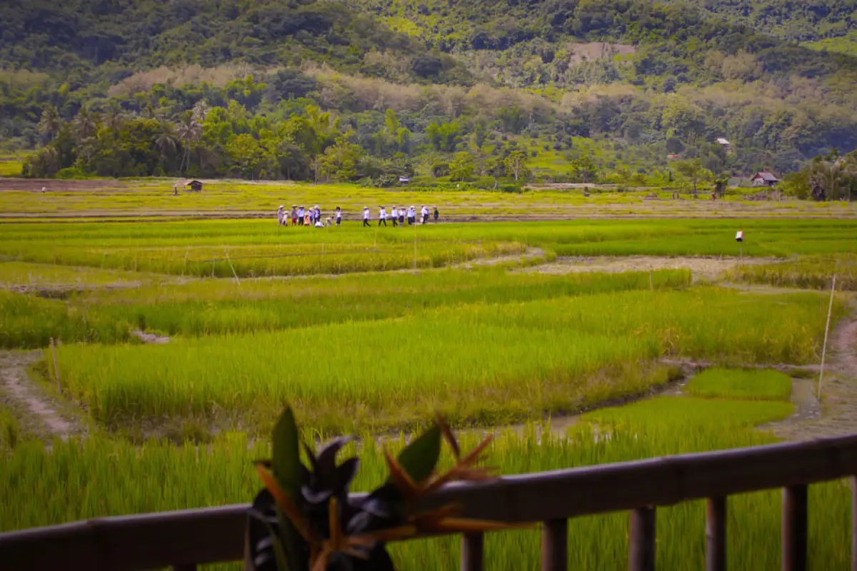 The Living Land Farm -  Rice Farming Experience