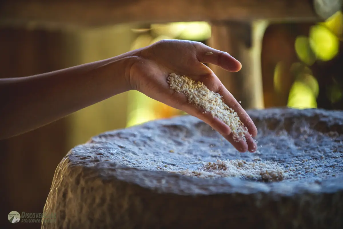 The Living Land Farm -  Rice Farming Experience