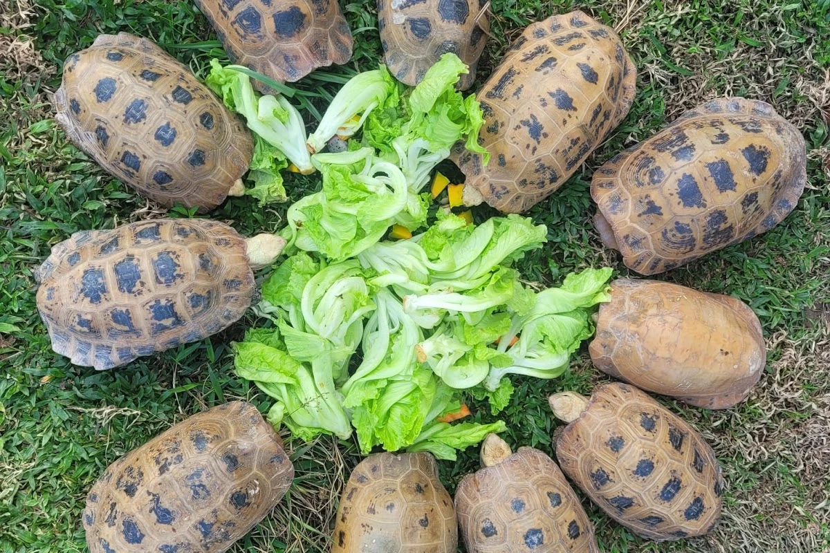 Lao Conservation Trust for Wildlife (LCTW)