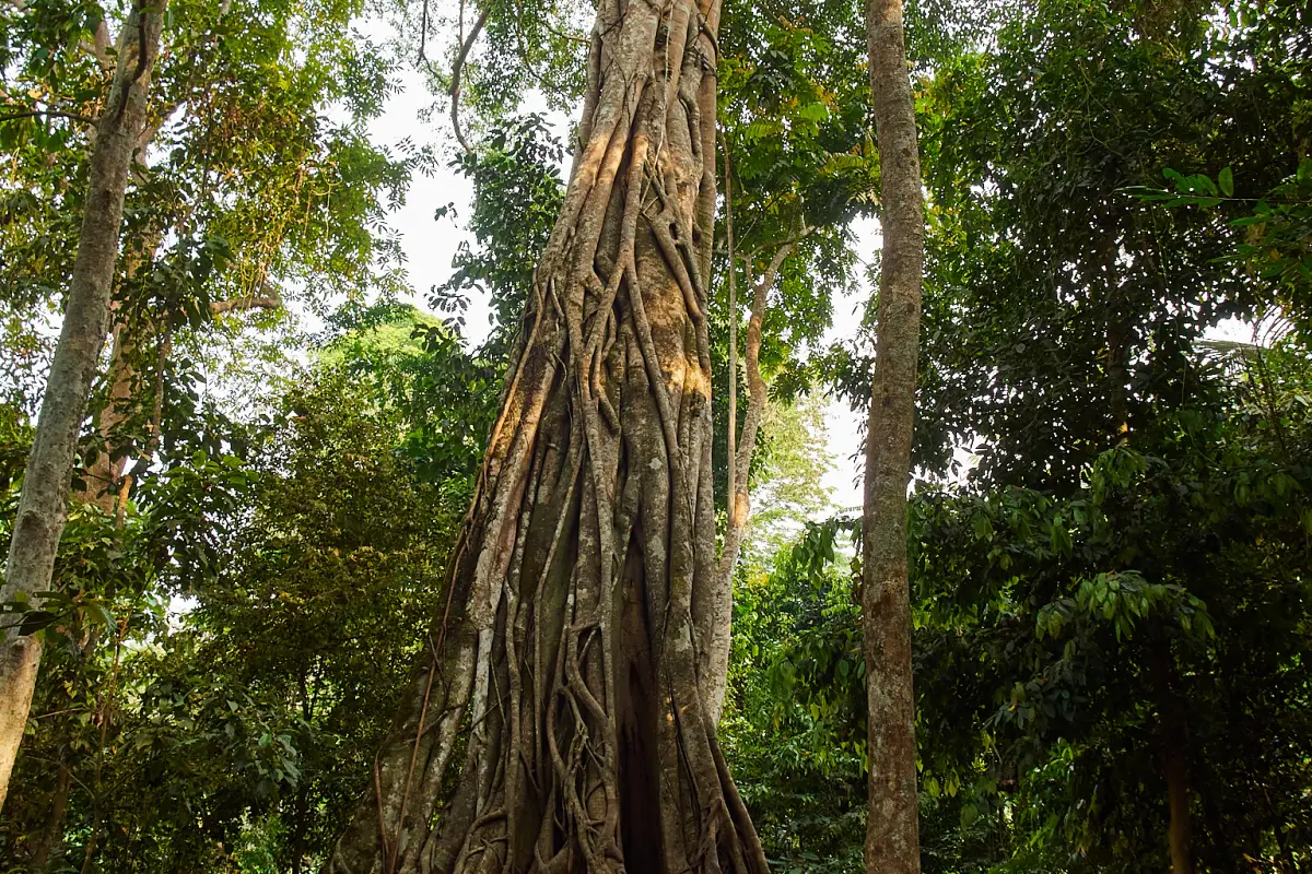 ນ້ຳຕົກຕາດ ກວາງຊີ