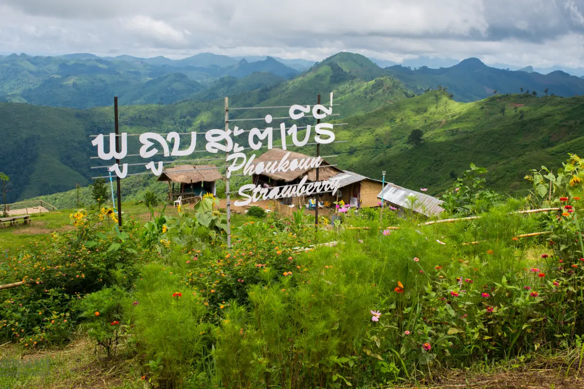 Phou Khoun Strawberry farm