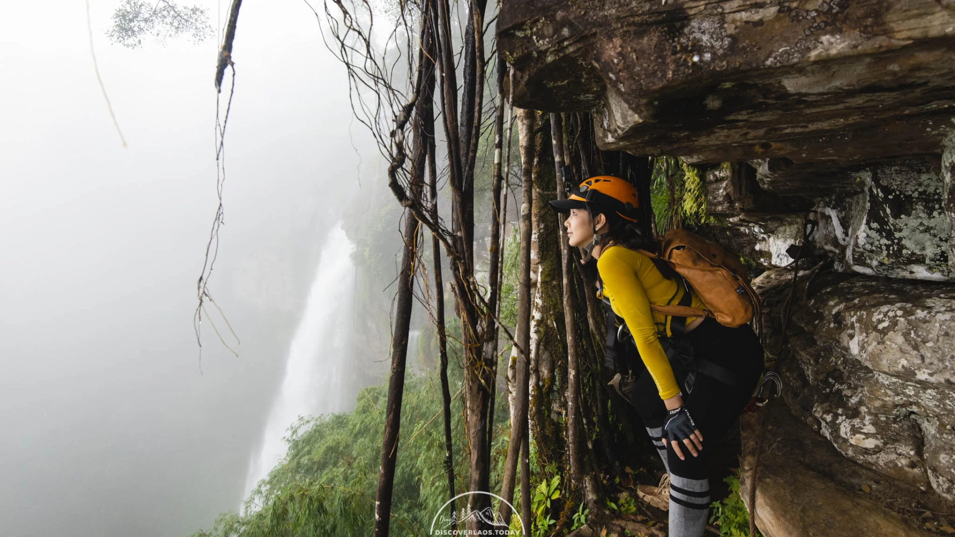 Tree Top Explorer