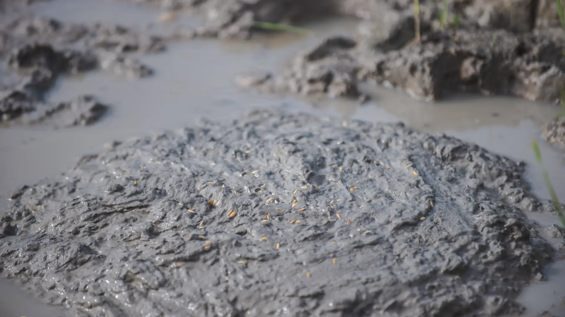 The Living Land Farm -  Rice Farming Experience