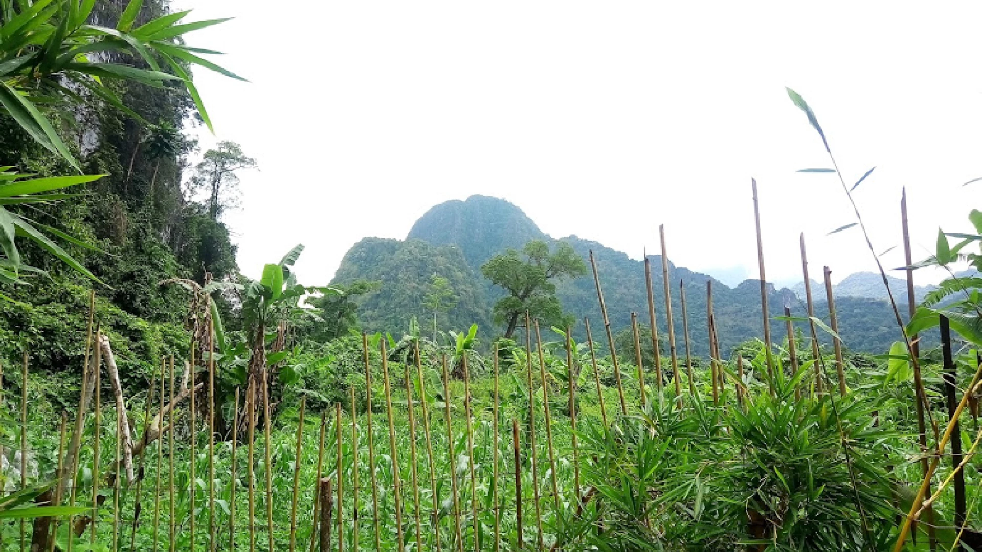 Tham Pha Pheung (Bee Cliff Cave)