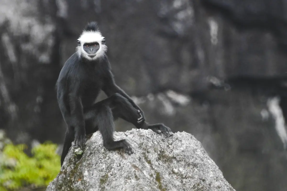 甘蒙福帕玛恩岩石观景点
