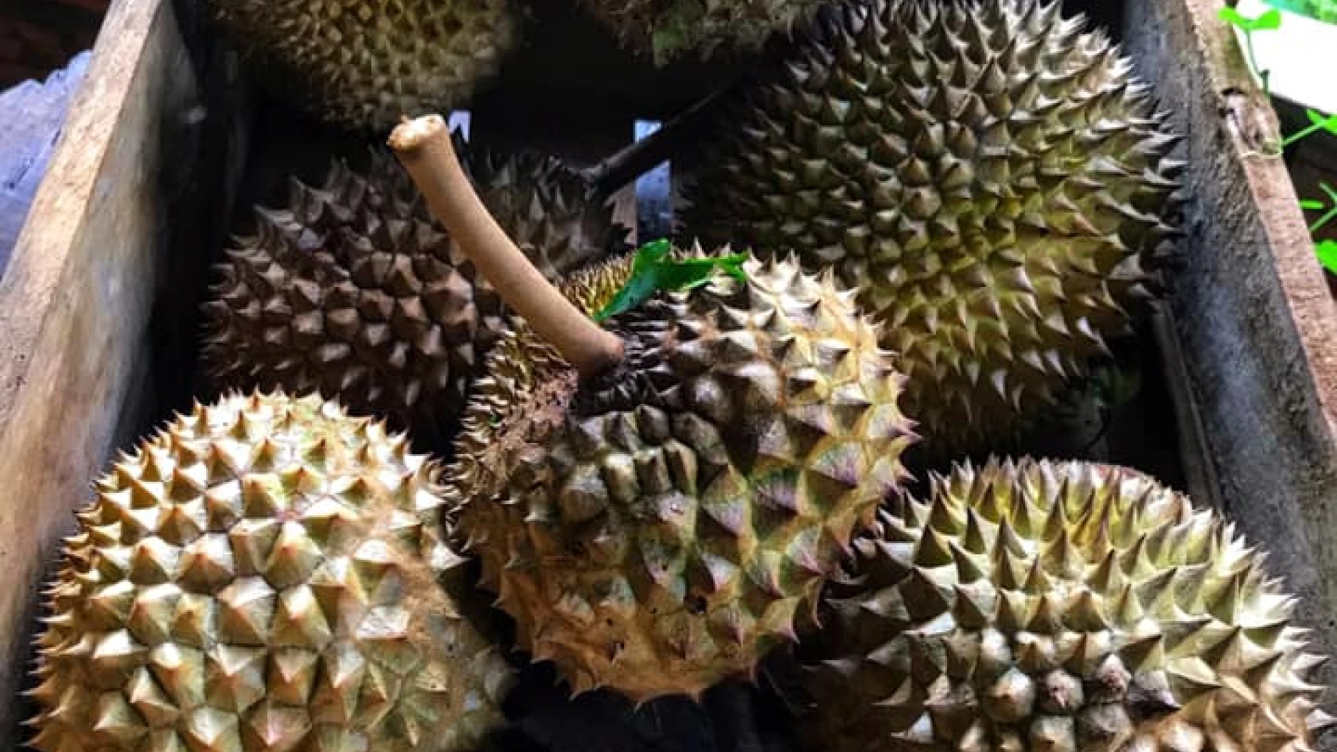 Paksong Durian