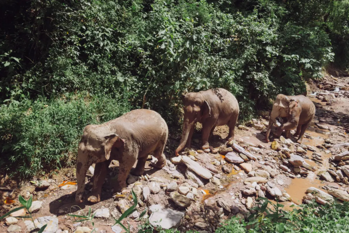 Mekong Elephant Park Sanctuary