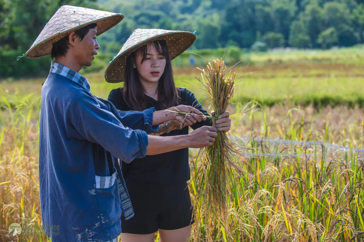 The Living Land Farm -  Rice Farming Experience