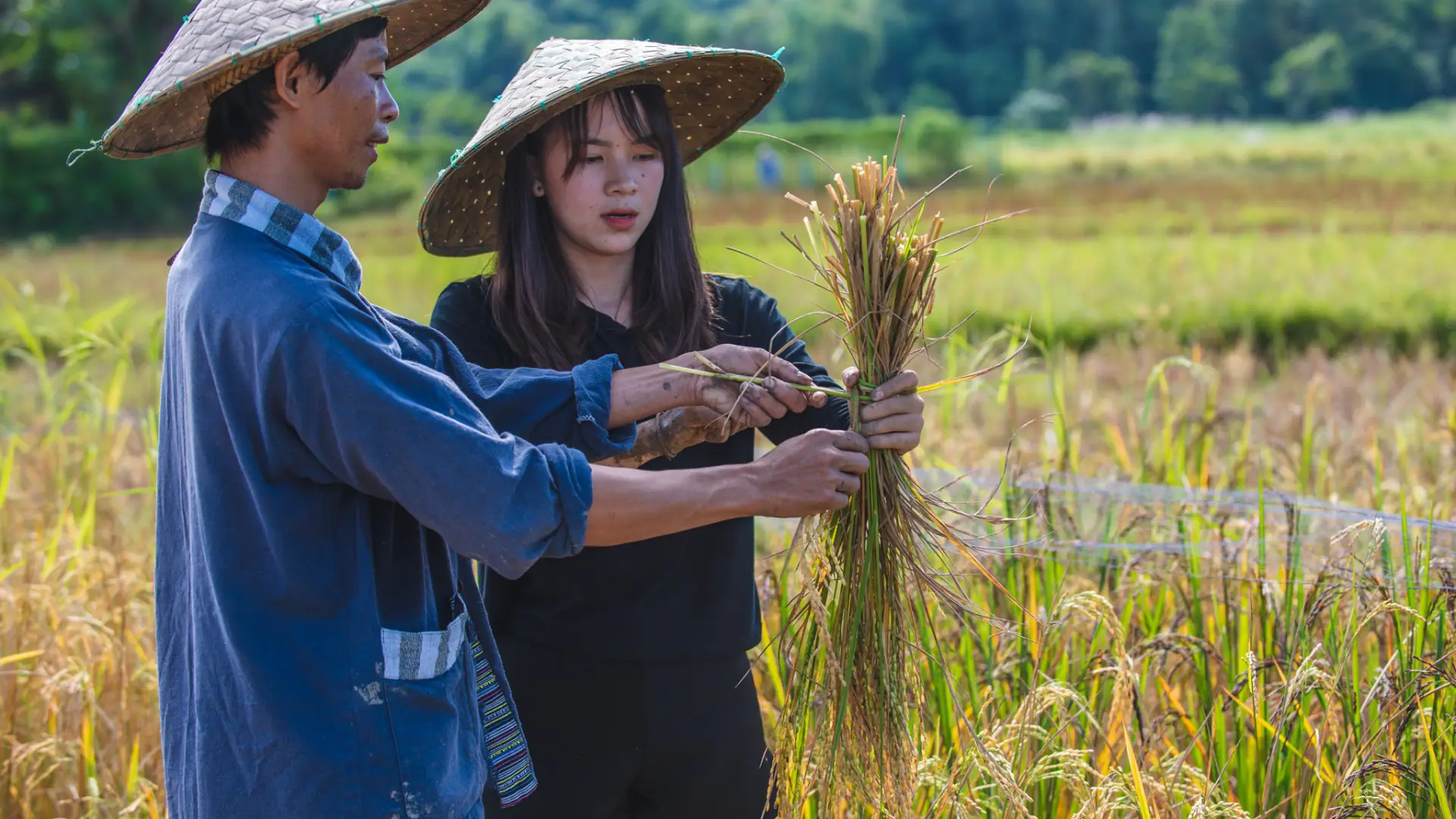 The Living Land Farm -  Rice Farming Experience