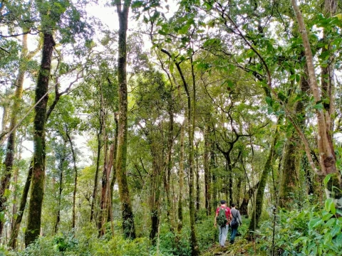 Cloud Forest Cloud Forest