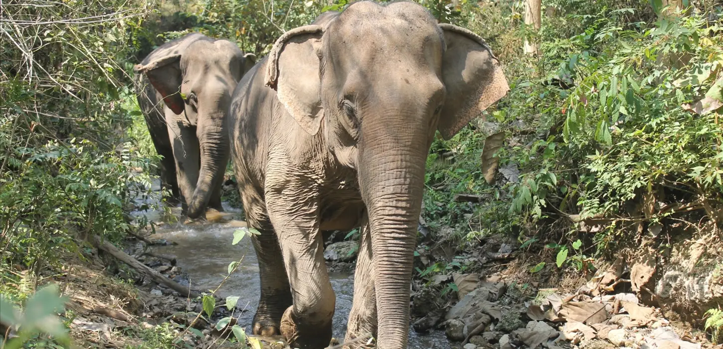 3 Day Biking, Mandalao Elephant Trek, Trekking, & Kayaking Adventure