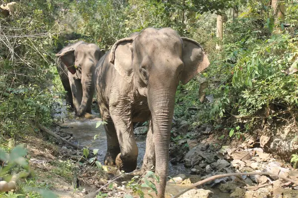 3 Days Biking, Mandalao Elephant Trek, Trekking, & Kayaking Adventure